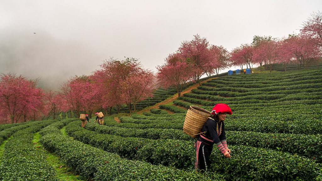 Farmers in the Sapa Lao Cai region of Vietnam pick oolong tea leaves.  /CFP
