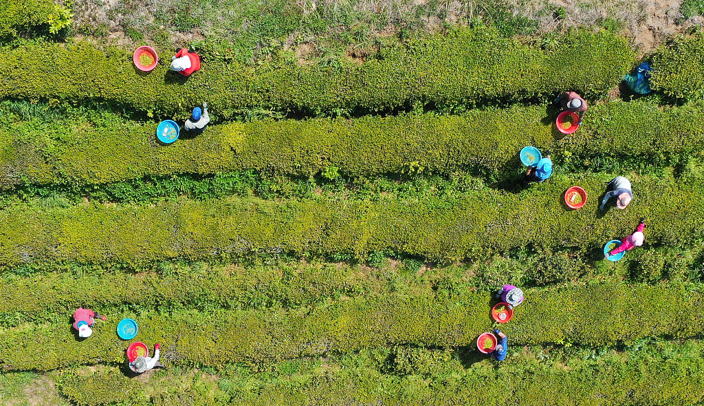 Tea farmers are busy harvesting green tea in a tea plantation in Boryeong County, Jeolla Province, South Korea on April 20, 2021. /CFP