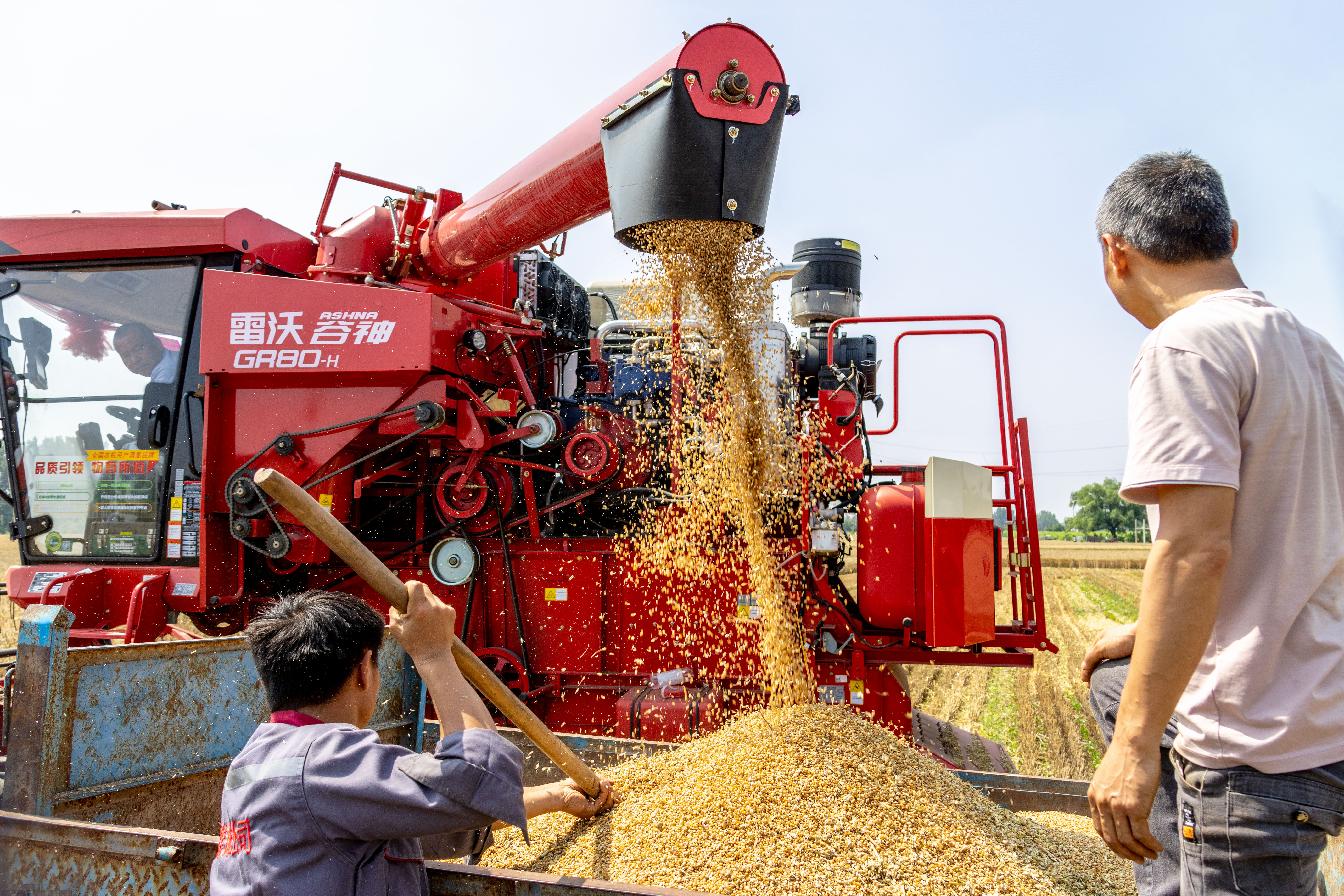 Villagers sort the grain harvested in Huaxian County of Anyang, central China's Henan Province on May 31, 2023. /CNSPHOTO