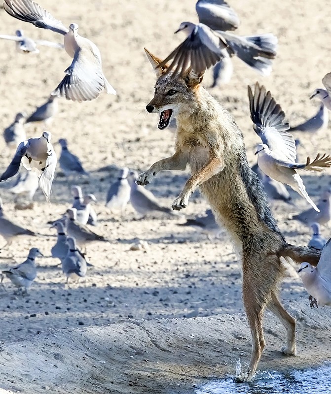 Photographer Clint Ralph captures a shot of a jackal hunting for turtle doves at the Kgalagadi Transfrontier Park, South Africa. /CFP