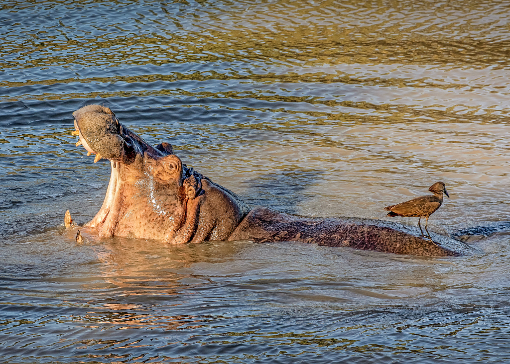 A photo shows a hammerkop hitching a ride on a hippo in South Africa's Kruger National Park. /CFP