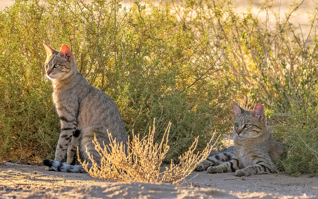 A photo captures a playful scene of African wildcats in the Kgalagadi Transfrontier Park in South Africa. /VCG
