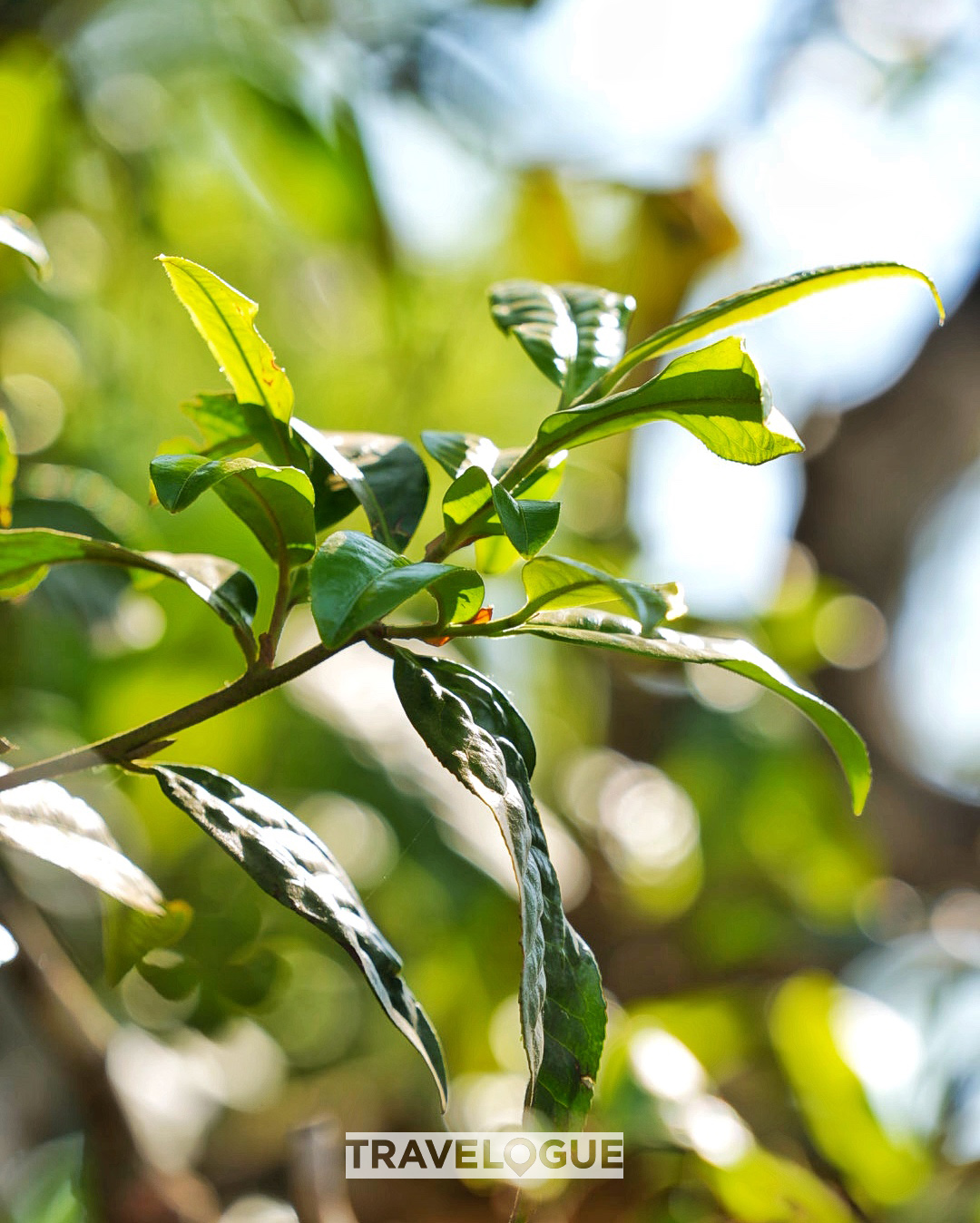 This undated photo shows the the leaves of a 1,400-year-old tea tree of the 