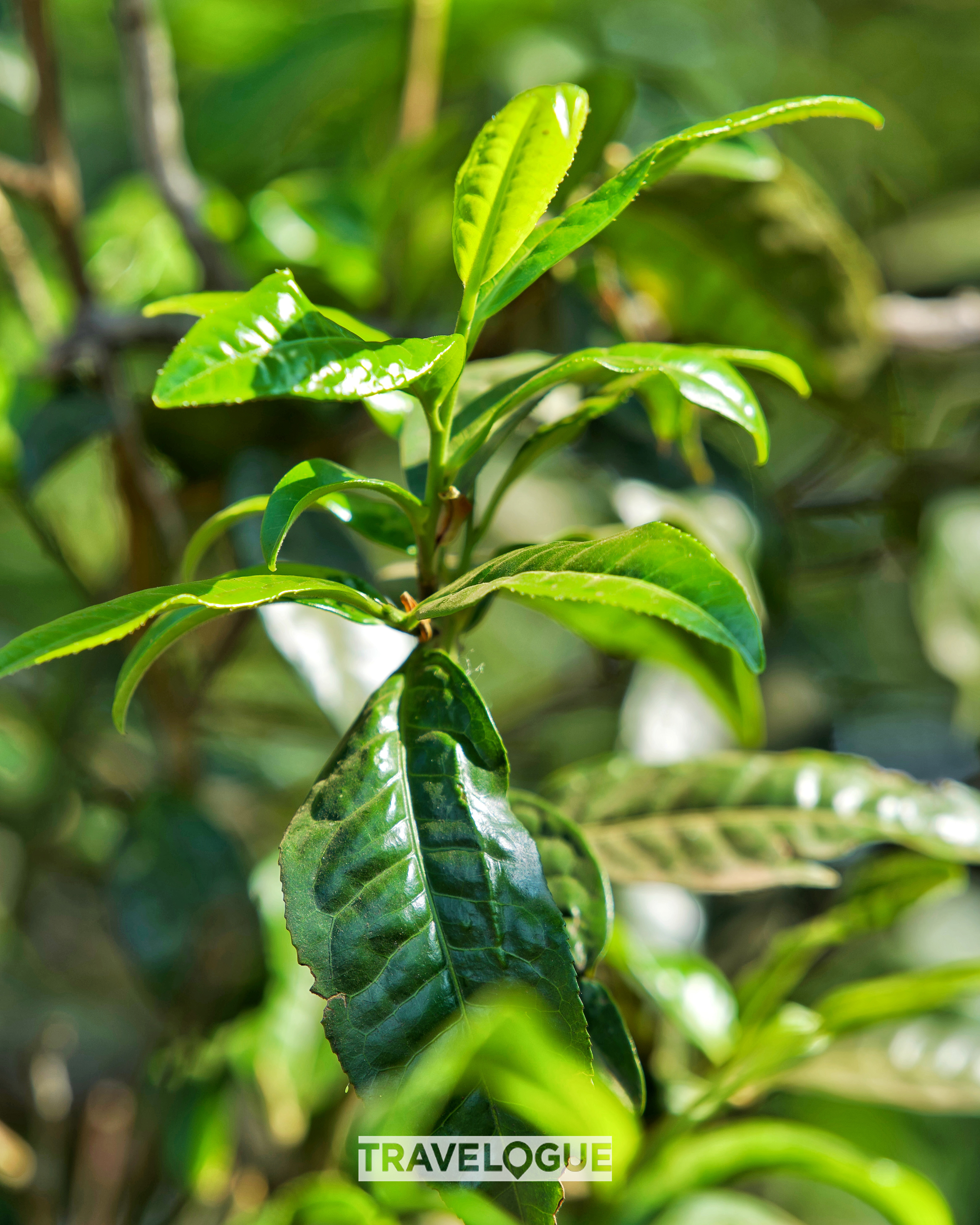 This undated photo shows the leaves of a 1,400-year-old tea tree of the 