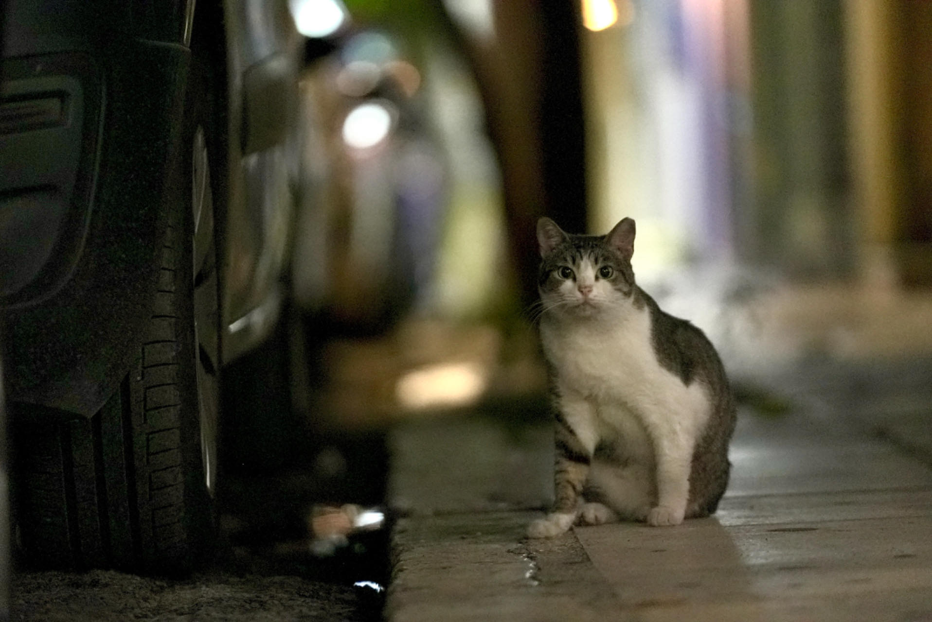 The photo shows a cat in the vicinity of the Acropolis of Athens in Athens, Greece. /CGTN