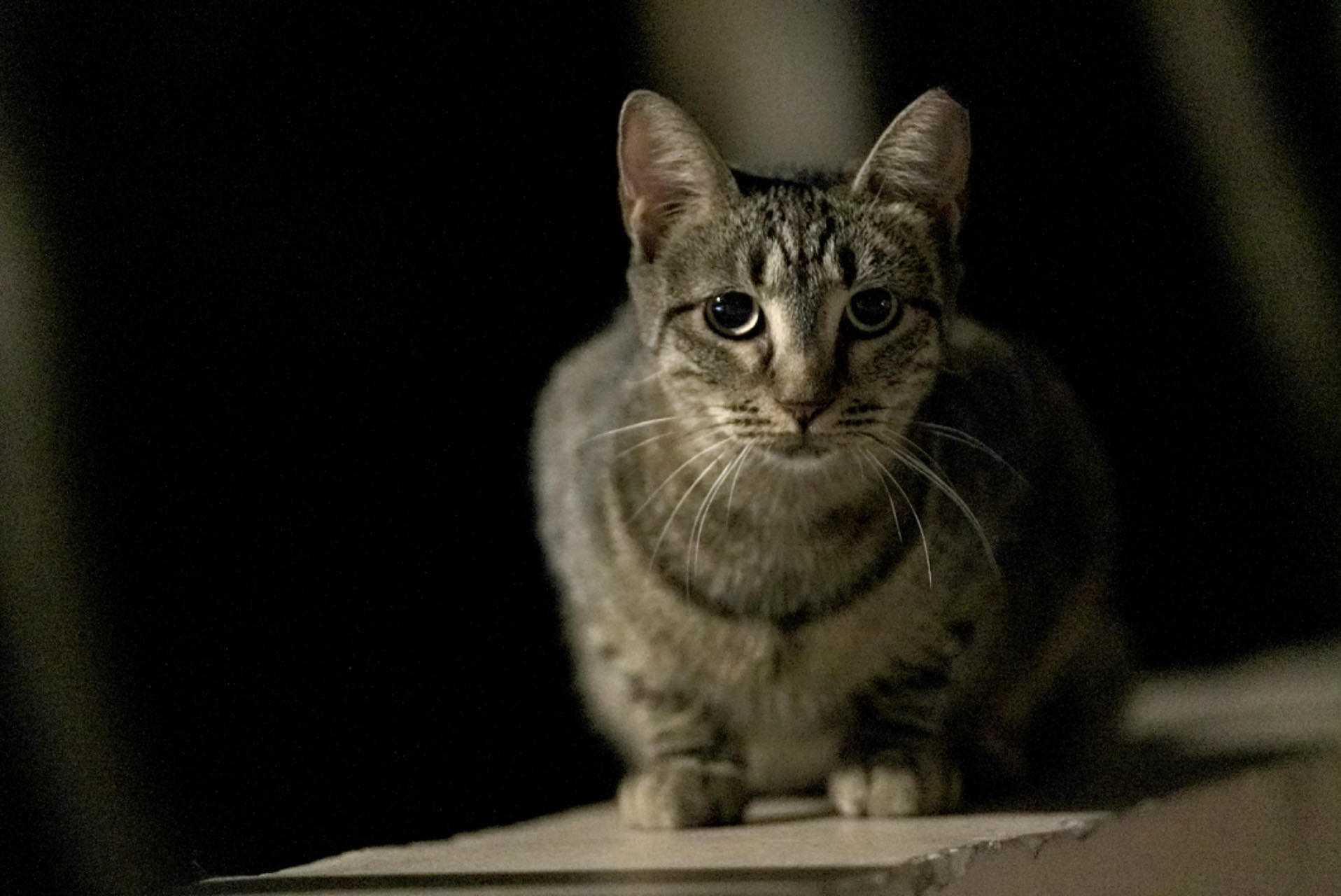 A cat is spotted in the vicinity of the Acropolis of Athens in Athens, Greece. /CGTN