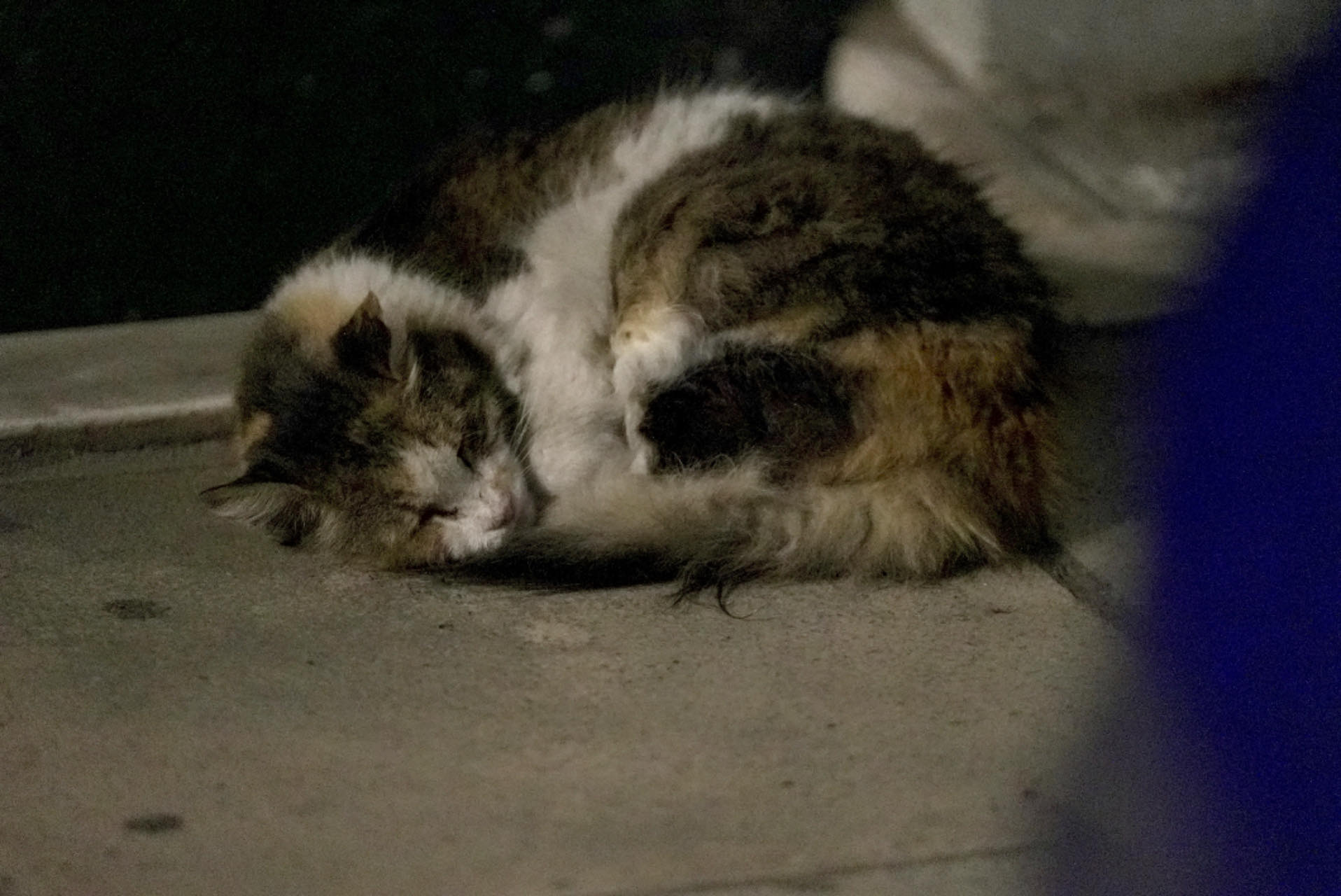 A cat curls up in a corner at the Acropolis of Athens in Athens, Greece. /CGTN