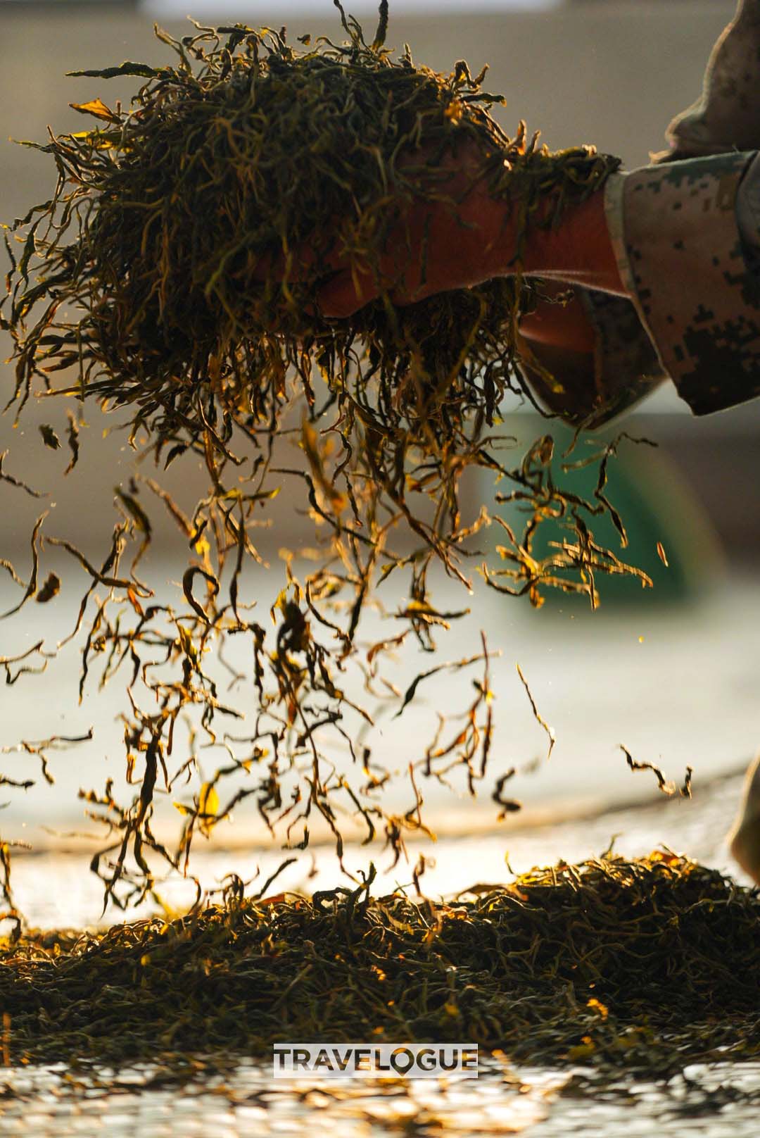 Pu'er tea production in Xishuangbanna, Yunnan Province. /CGTN