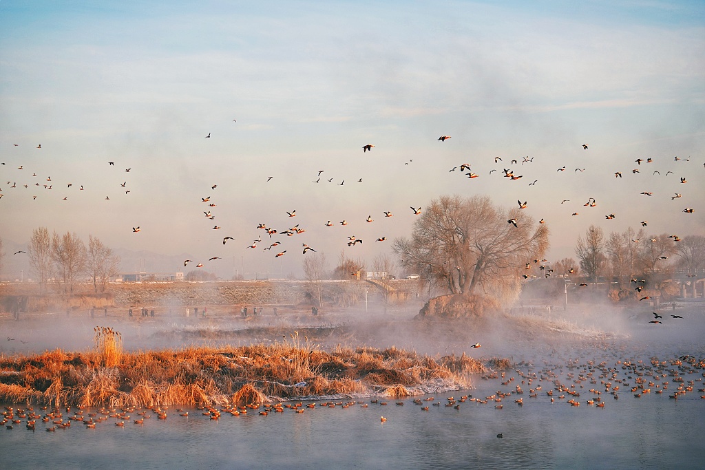 Flocks of ruddy shelducks fly over the Qiandao Lake scenic area in Hohhot, north China's Inner Mongolia Autonomous Region, on January 8, 2024. /CFP