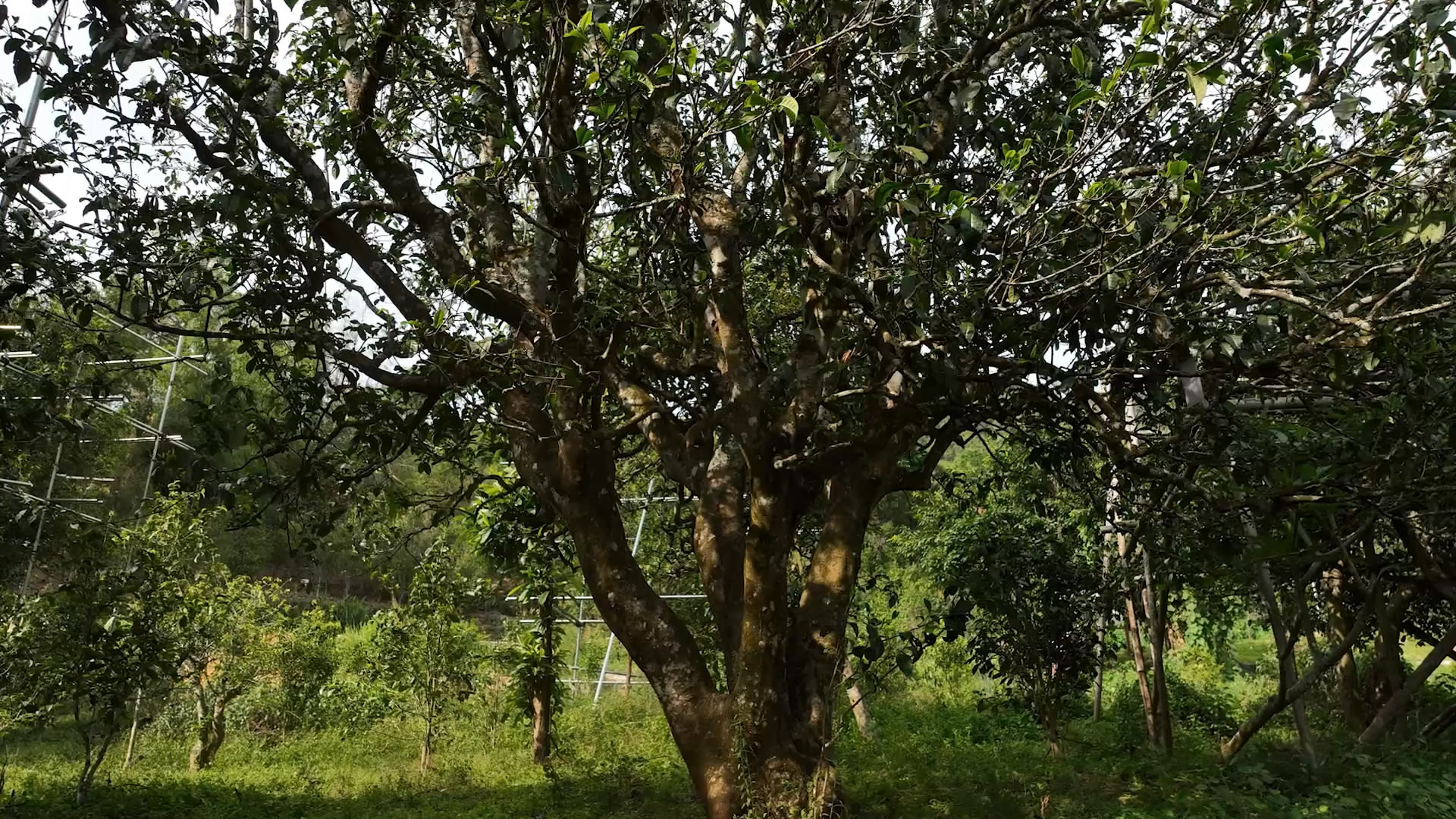 A 1,000-year-old tea tree on Kunlu Mountain in Pu'er City, southwest China's Yunnan Province. /CGTN