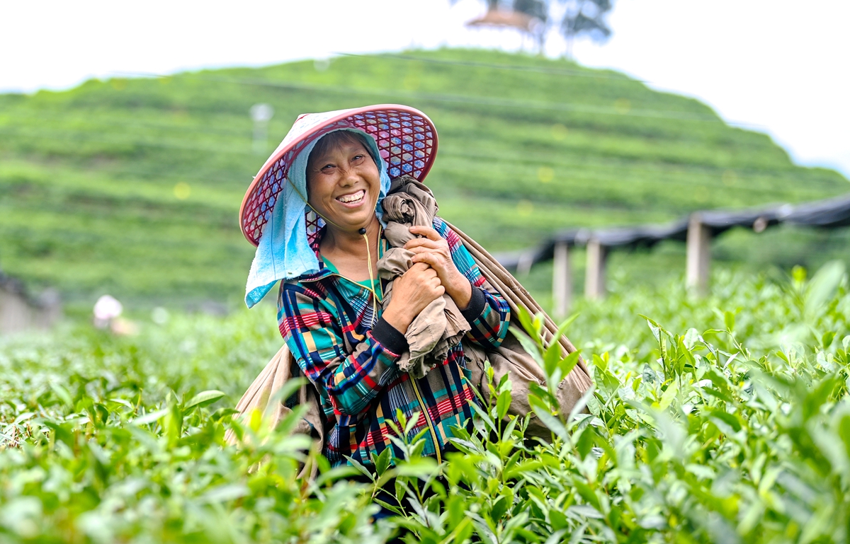 An undated photo shows a farmer carrying a full bag of tea leaves at a tea garden in Chun'an County, east China's Zhejiang Province. /IC