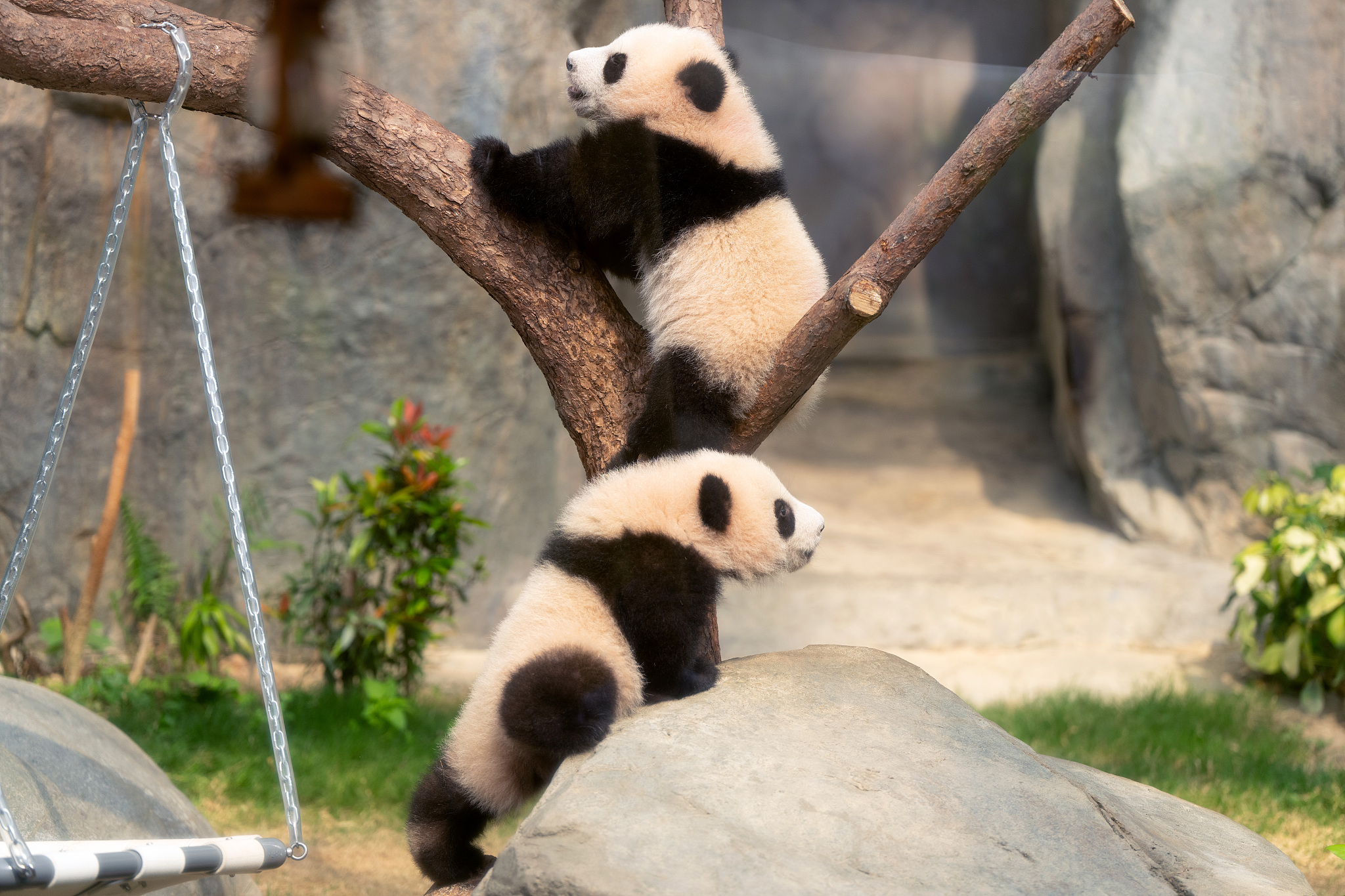 Twin panda cubs play at Ocean Park in Hong Kong, China, February 15, 2025. /VCG