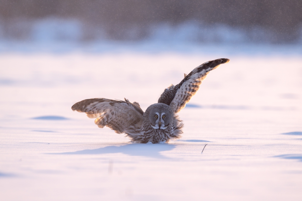 A great gray owl lands on a snowy plain while foraging in Hulunbuir, Inner Mongolia on February 2, 2025. /IC
