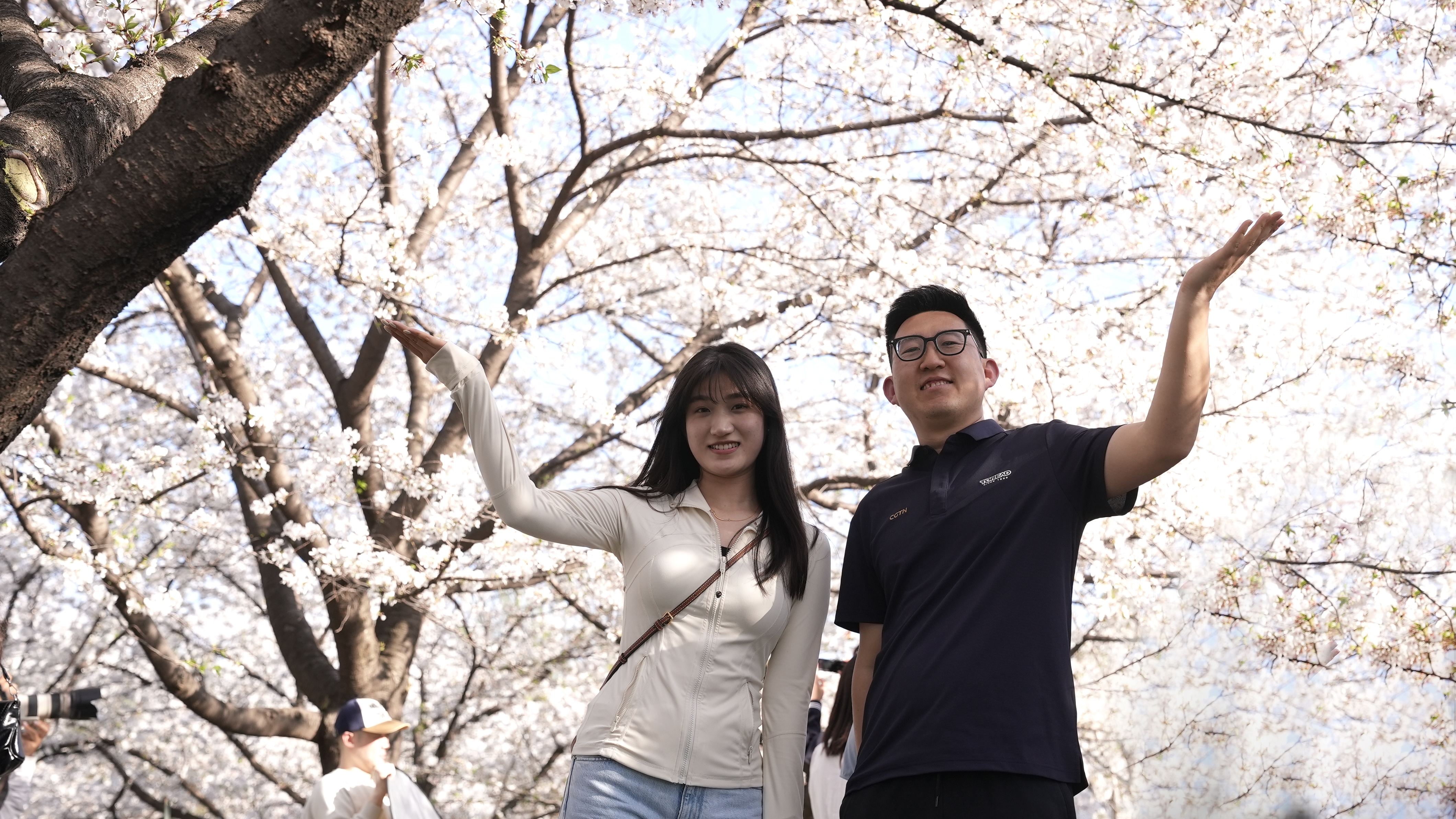 Live: Silicon & cherry blossom – encoding spring on a romantic blossom avenue