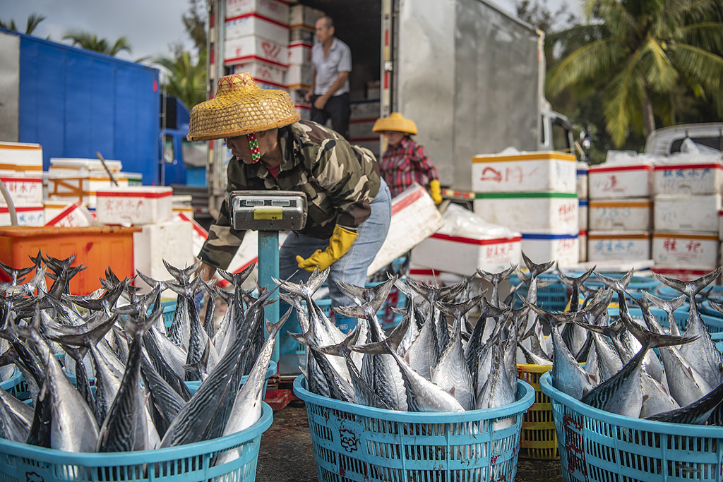 Fisherfolks unload their catch at the port of Tanmen, Qionghai, Hainan Province, on April 9, 2025. /VCG