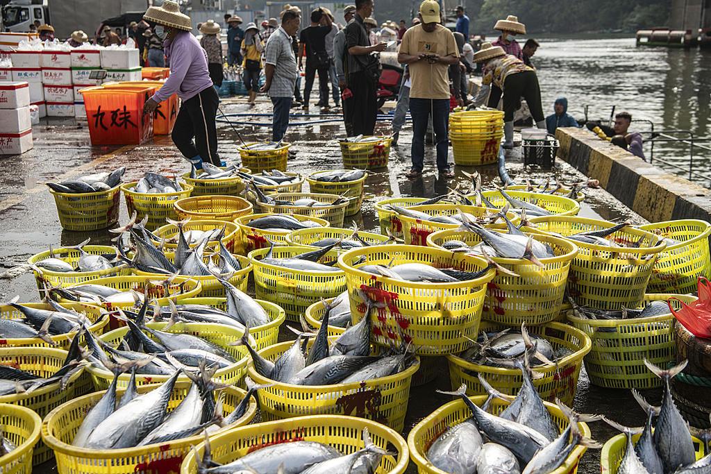 Fisherfolks unload their catch at the port of Tanmen, Qionghai, Hainan Province, on April 9, 2025. /VCG