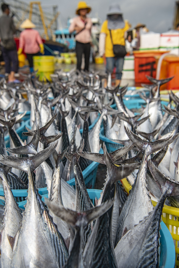 Fisherfolks unload their catch at the port of Tanmen, Qionghai, Hainan Province, on April 9, 2025. /VCG