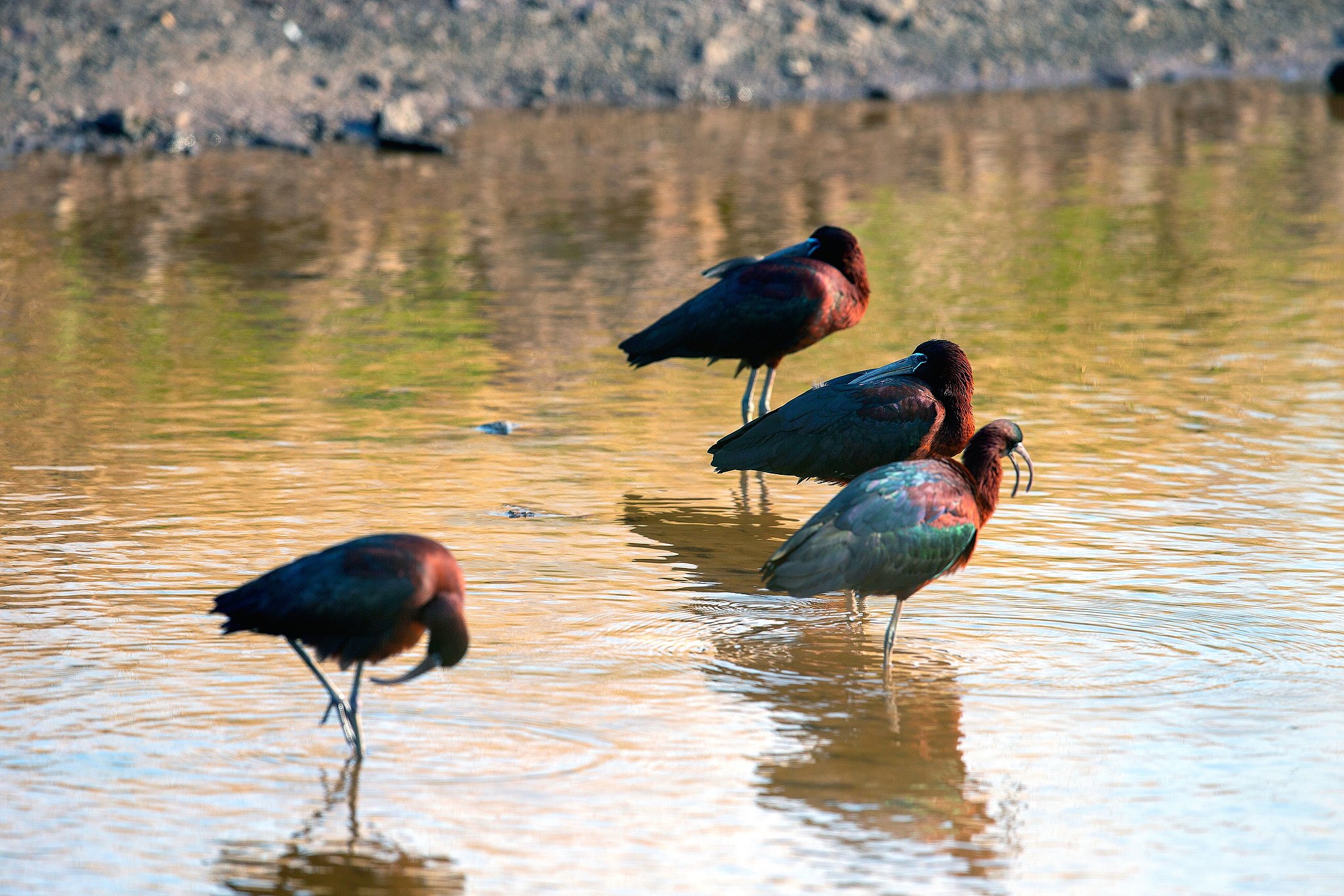 A flock of glossy ibises is seen foraging at a coastal wetland in Qingdao, Shandong Province on April 19, 2025. /VCG
