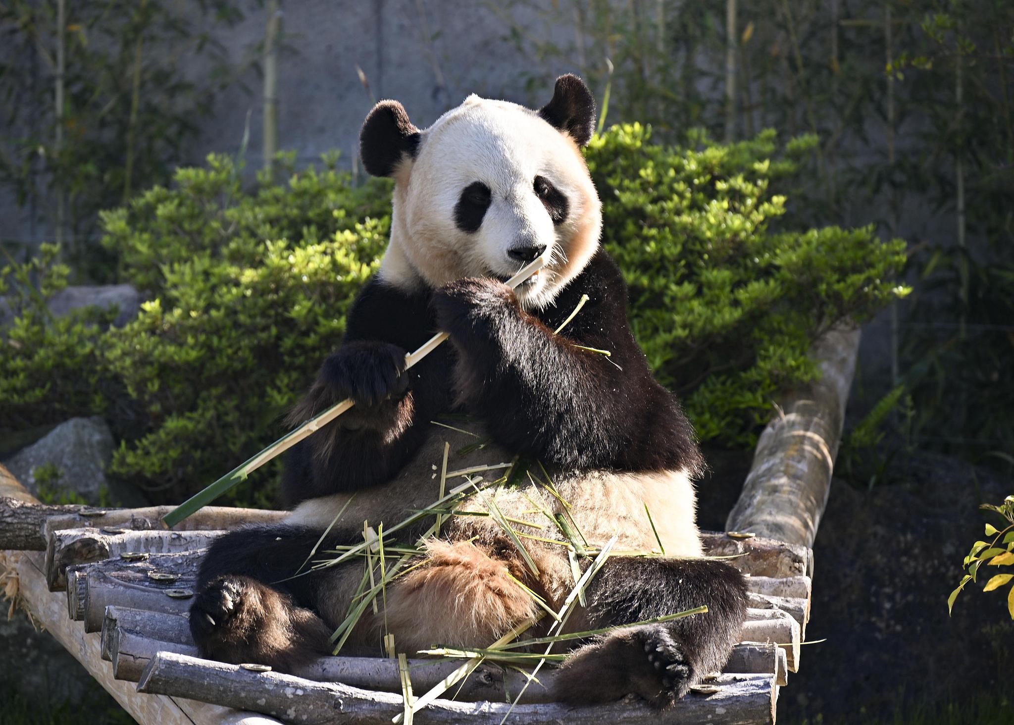 Giant panda Yuihin at the Adventure World amusement park in Shirahama, Wakayama Prefecture, Japan, April 24, 2025. /VCG