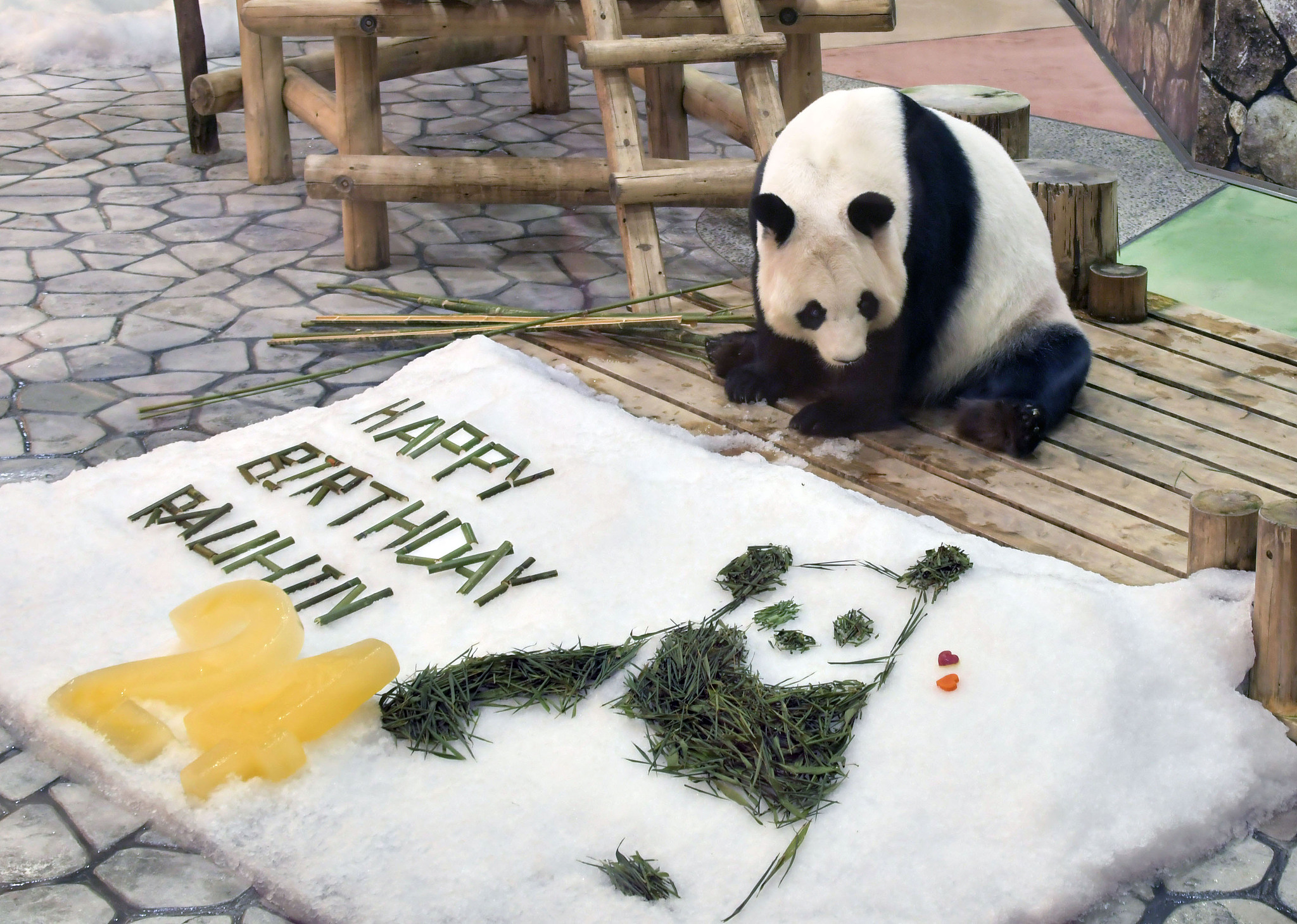 Giant panda Rauhin, a mother of 10, is given artificial snow on her 24th birthday at the Adventure World amusement park in Shirahama, Wakayama Prefecture, Japan, September 6, 2024. /VCG