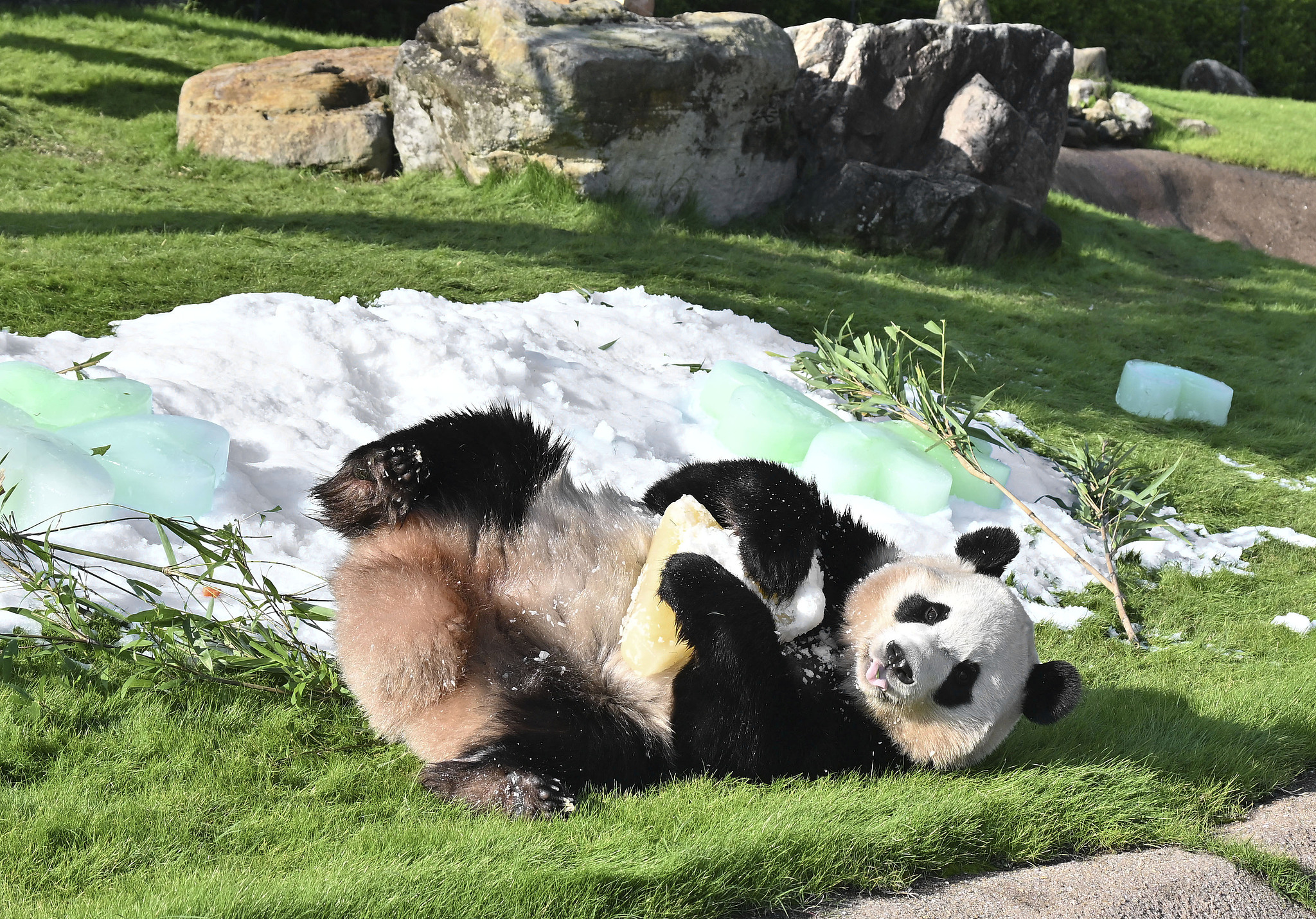 Giant panda Fuhin is given ice blocks as a gift for her fourth birthday at the Adventure World amusement park in Shirahama, Wakayama Prefecture, Japan, November 22, 2024. /VCG