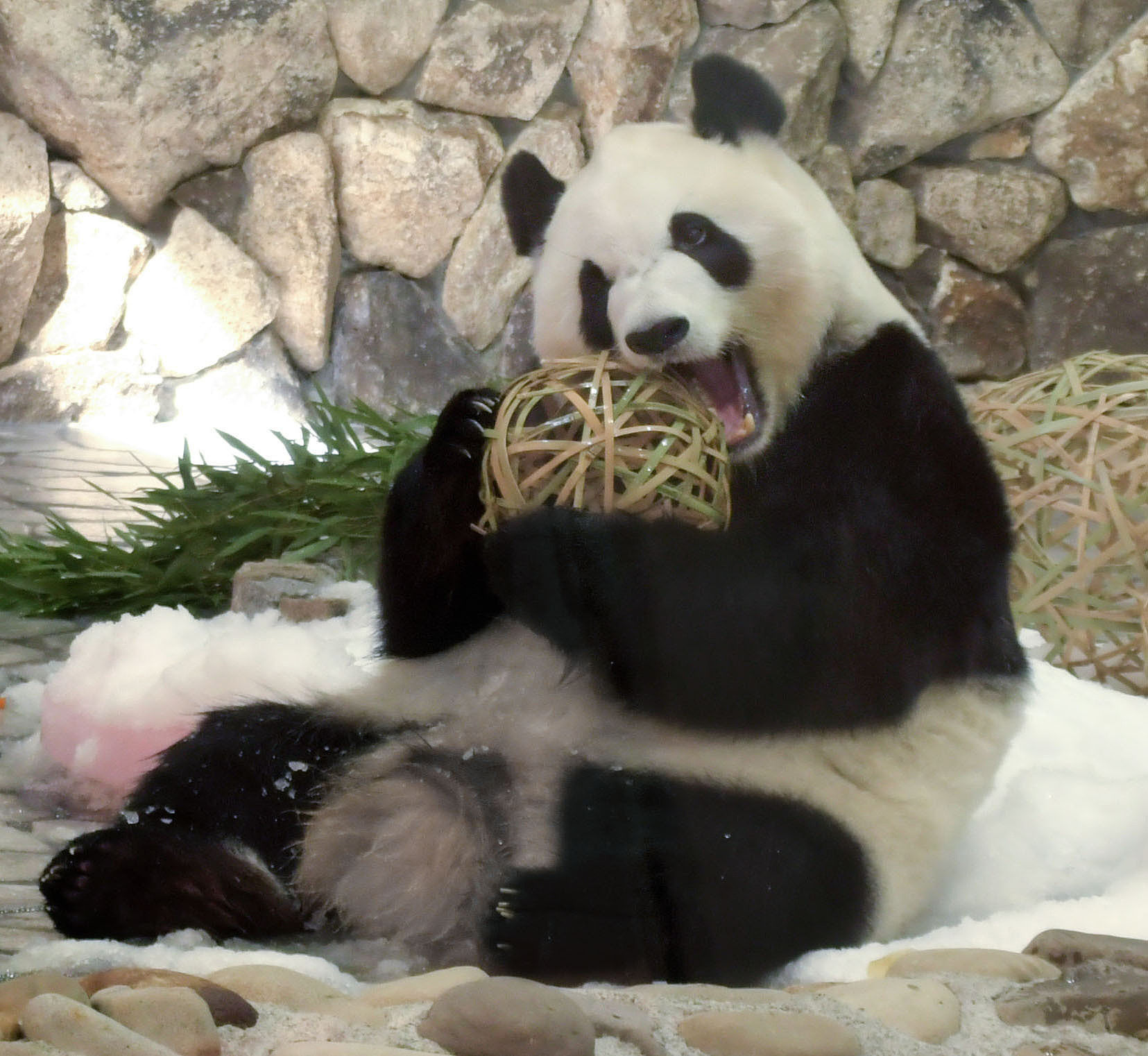 Giant panda Saihin plays with a bamboo ball on her sixth birthday at the Adventure World amusement park in Shirahama, Wakayama Prefecture, Japan, August 14, 2024. /VCG