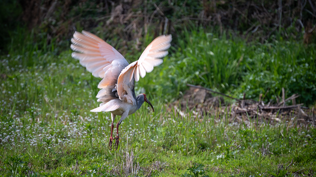 Live: Unveil the enchanting world of crested ibis breeding in China – Ep. 3