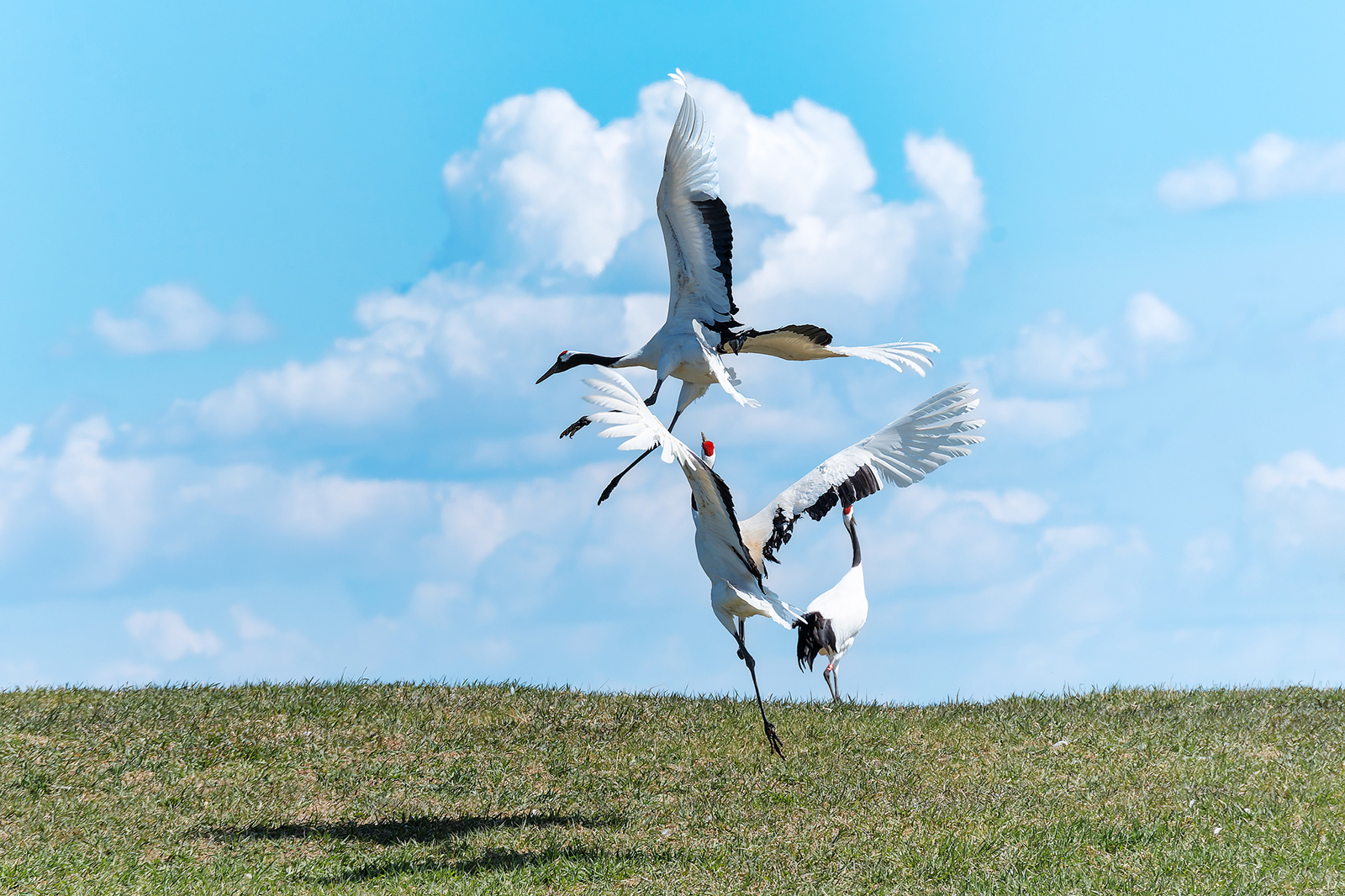 Red-crowned cranes playfully interact with each other at Zhalong National Nature Reserve in Qiqihar, Heilongjiang Province, on May 3, 2025. /VCG