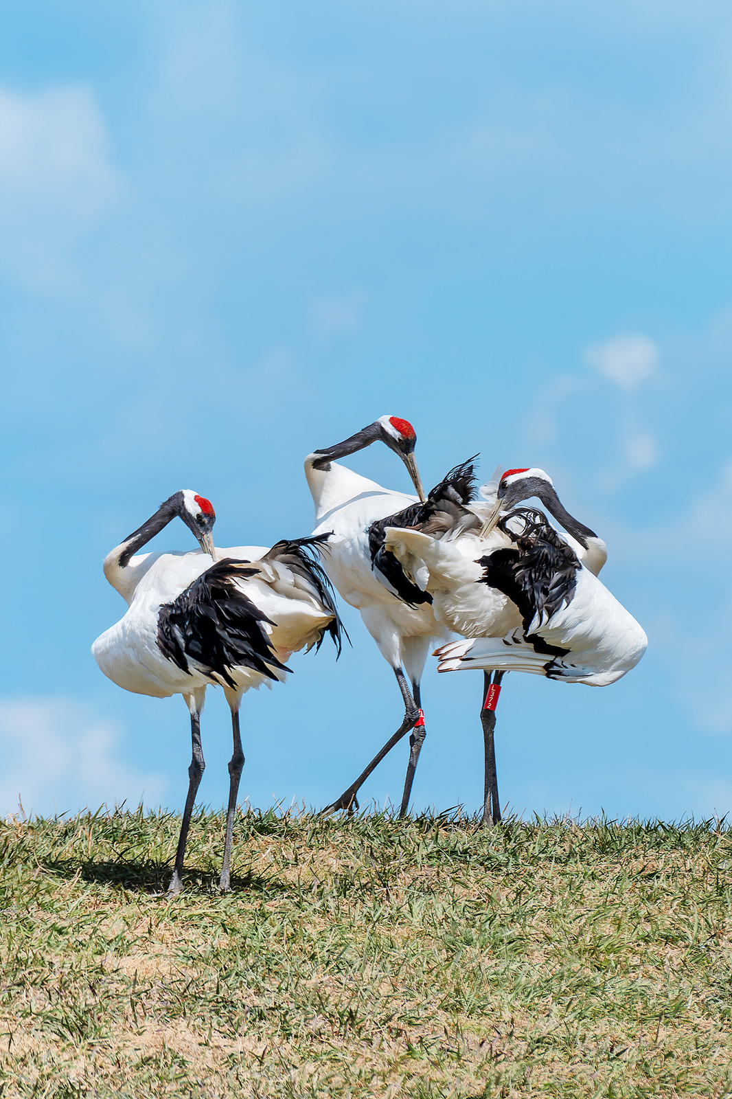 Red-crowned cranes enjoy a rest at Zhalong National Nature Reserve in Qiqihar, Heilongjiang Province, on May 3, 2025. /VCG